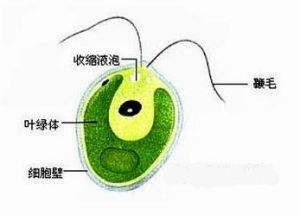 游艇潜水艇_潜水游艇价格_潜水艇游泳规则