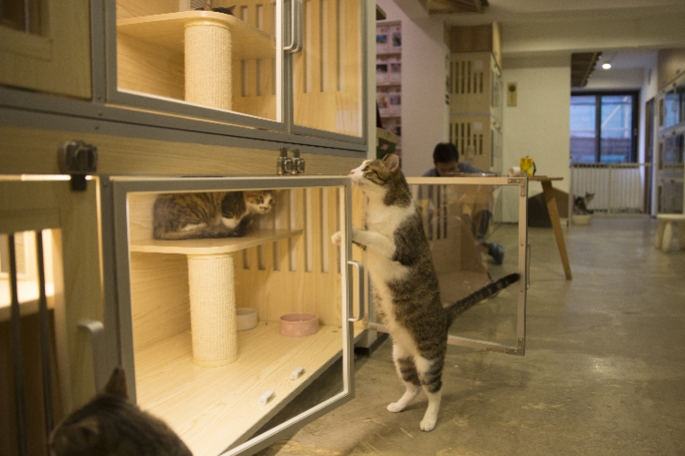 养猫狗的家庭_狗猫家庭日常_猫狗家居照片