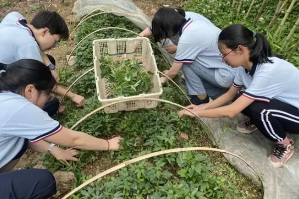 学校与家庭共同推动劳动教育：制定科学课程