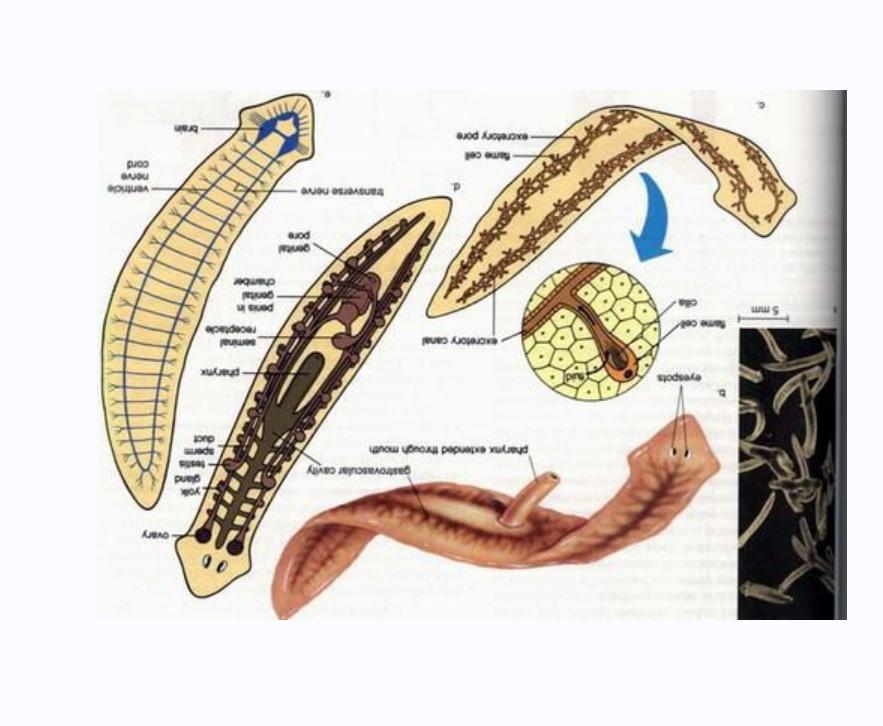 扁形动物的生活方式有两种_扁形动物的两种生活方式_扁形动物的生活史