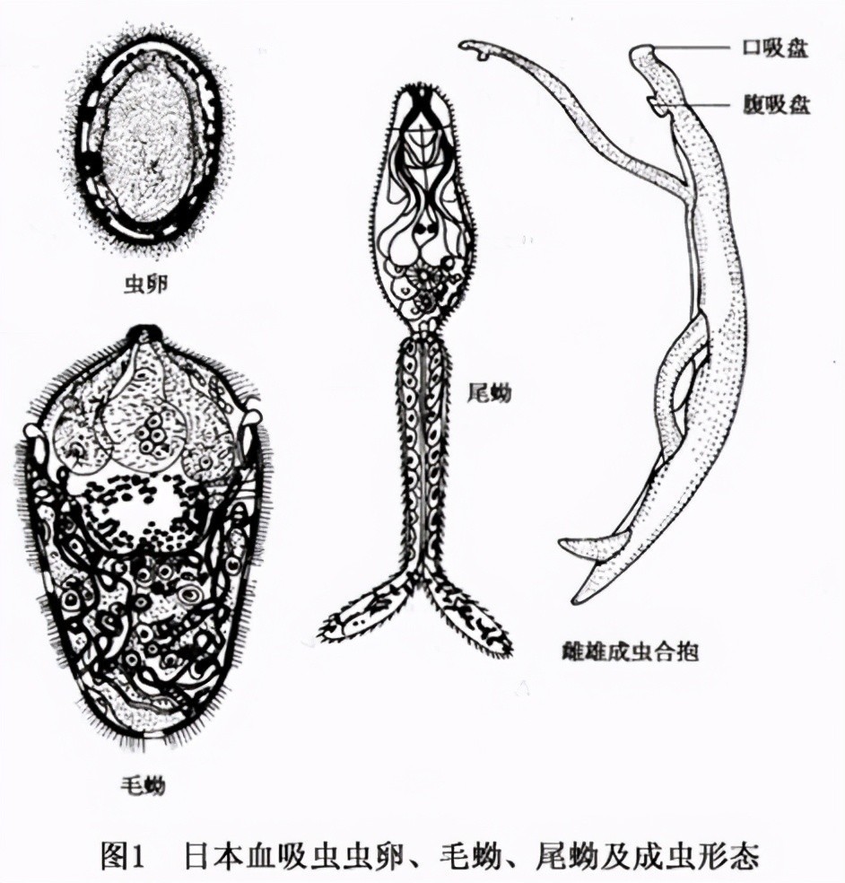 动物的生活方式有哪些类型_扁形动物的生活史_扁形动物的两种生活方式