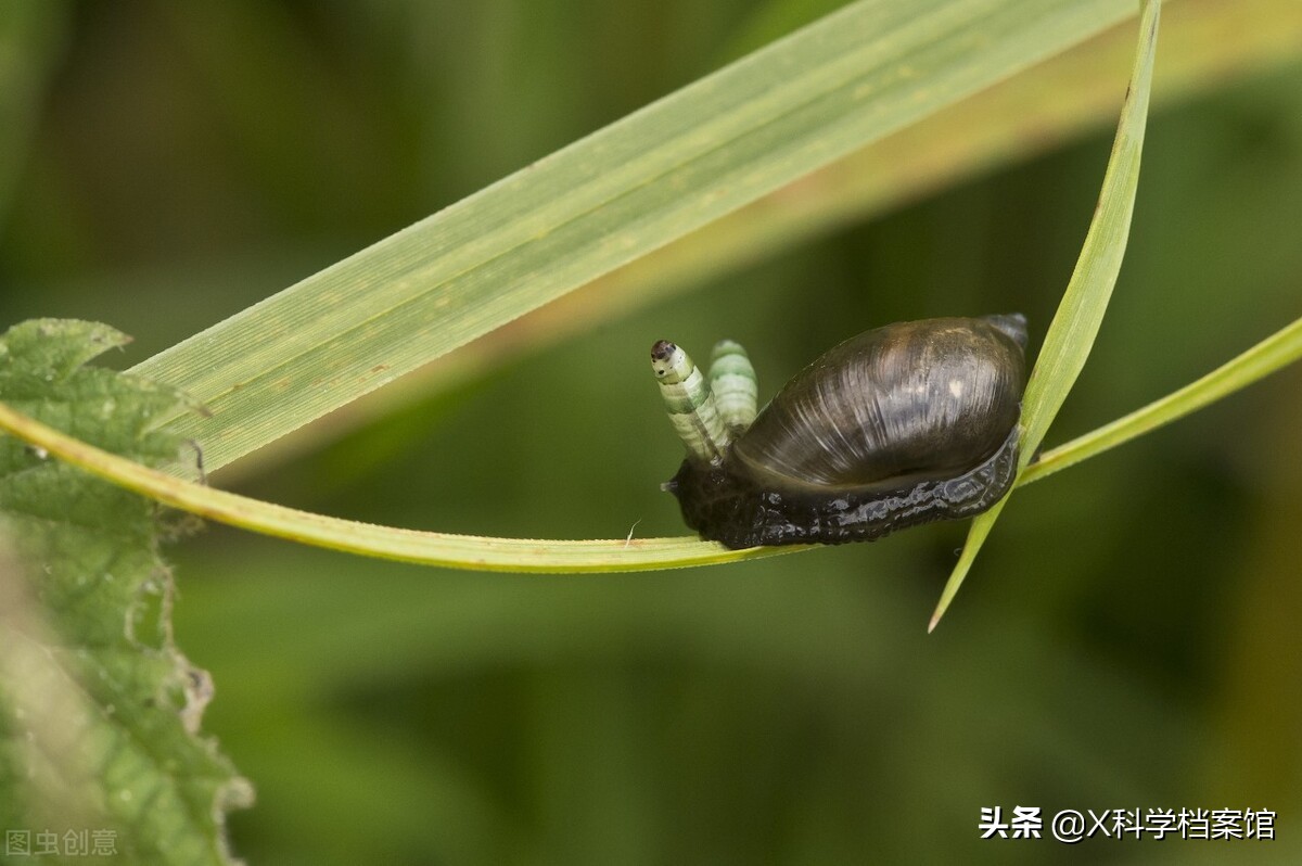 动物的生活型_扁形动物的两种生活方式_动物的生活方式有哪些类型