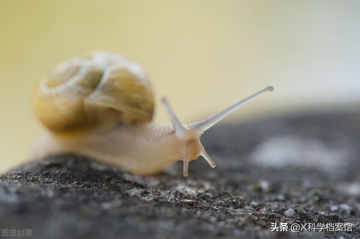 动物的生活型_动物的生活方式有哪些类型_扁形动物的两种生活方式