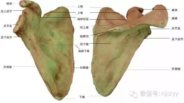 运动舟_舟运动的越来越快用了什么原理_天舟一号卫星运动类型