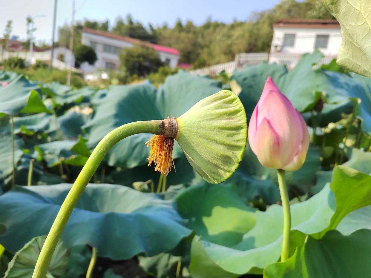 夫妻纯友谊是否存在矛盾_夫妻之间的友谊是最纯洁的_夫妻之间纯友谊