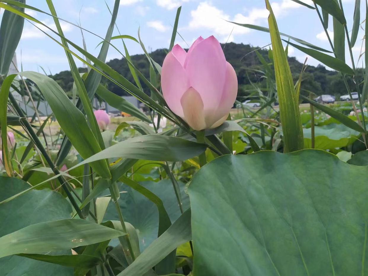 夫妻之间的友谊是最纯洁的_夫妻纯友谊是否存在矛盾_夫妻之间纯友谊