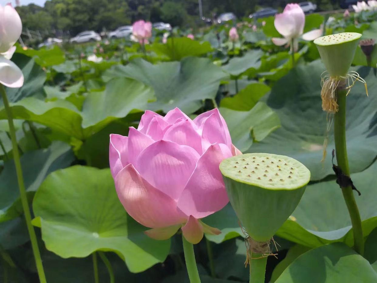 夫妻之间的友谊是最纯洁的_夫妻纯友谊是否存在矛盾_夫妻之间纯友谊